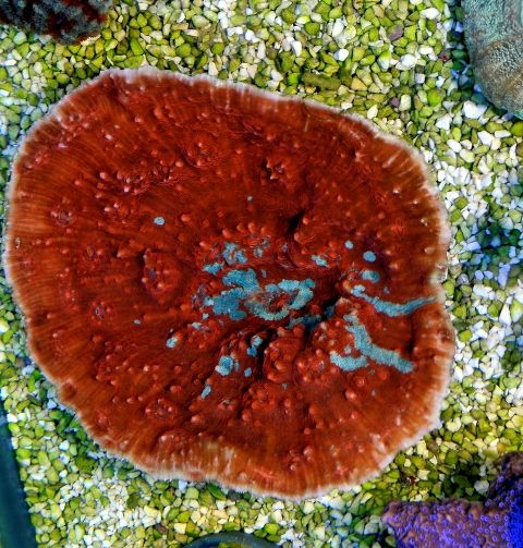 Oxypora spp. (Ultra) | XL