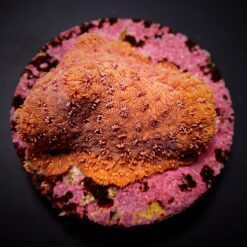 Pavona maldivensis (Orange) | L