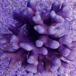 Porites cumulatus | T