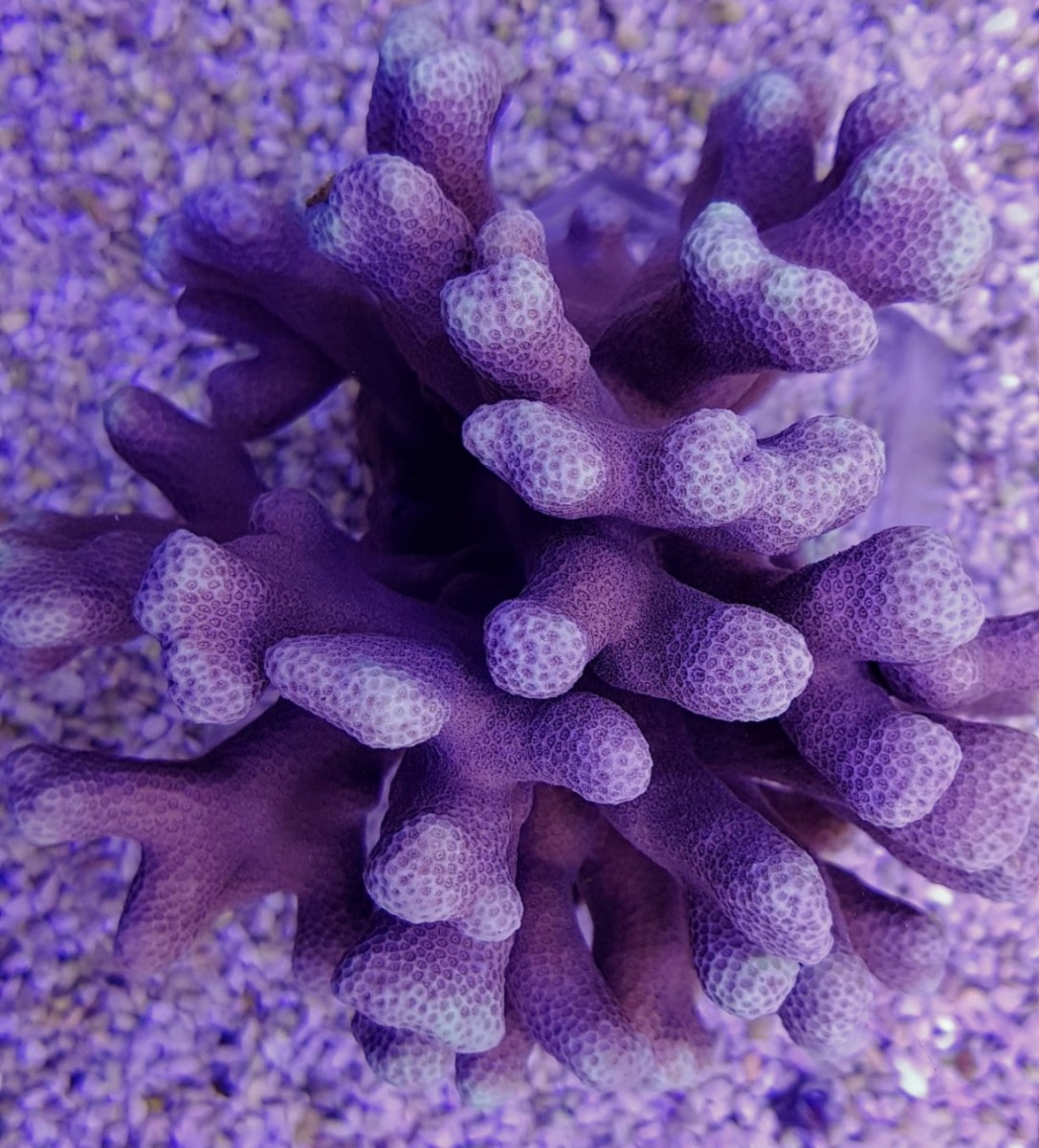 Porites cumulatus | T