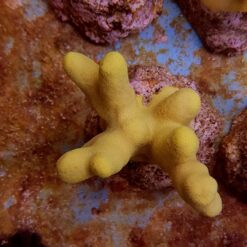 Porites cylindrica (Yellow) | L
