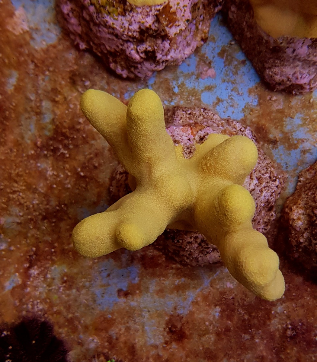 Porites cylindrica (Yellow) | XL