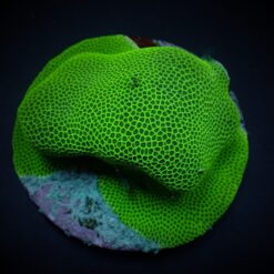 Porites spp. (Encrusting) | S