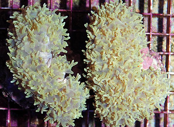 Physogyra lichtensteini (Green) | T