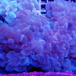 Plerogyra sinuosa | S