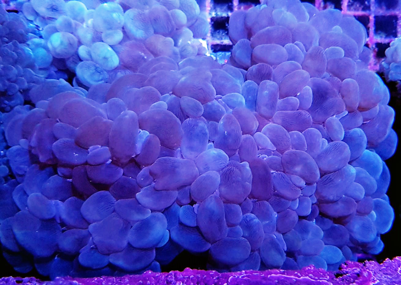 Plerogyra sinuosa | L