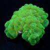 Plerogyra sinuosa (Green) | M