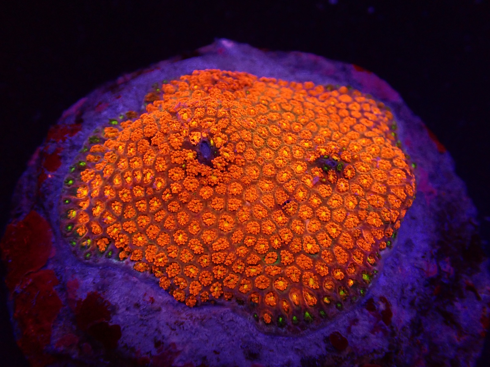 Pectinia spp. (Green) | T