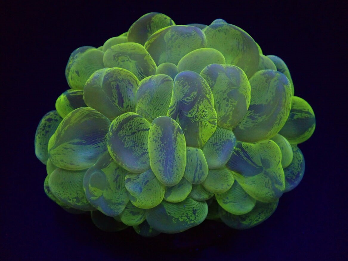 Plerogyra sinuosa (Splotched)