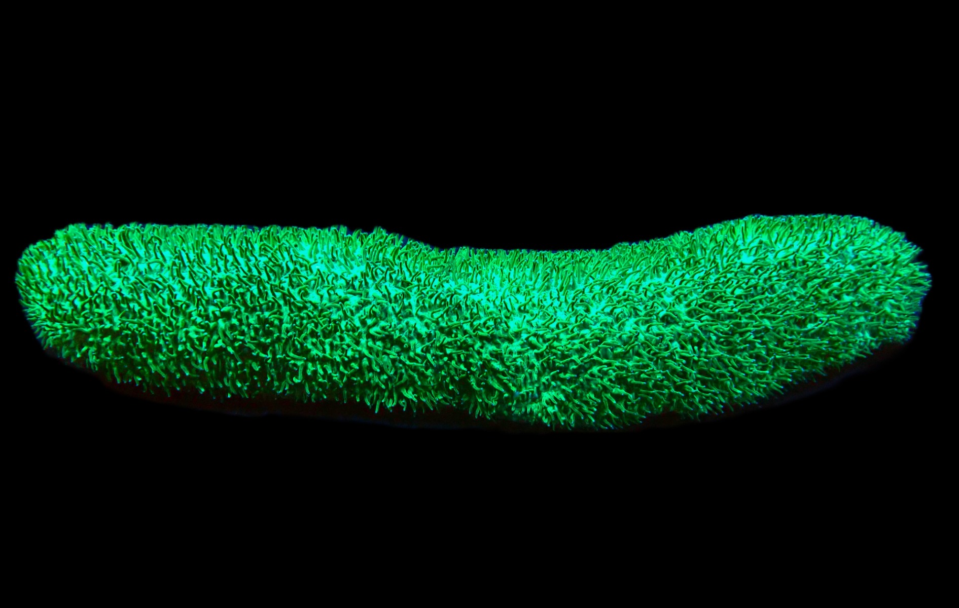 Polyphyllia talpina | M