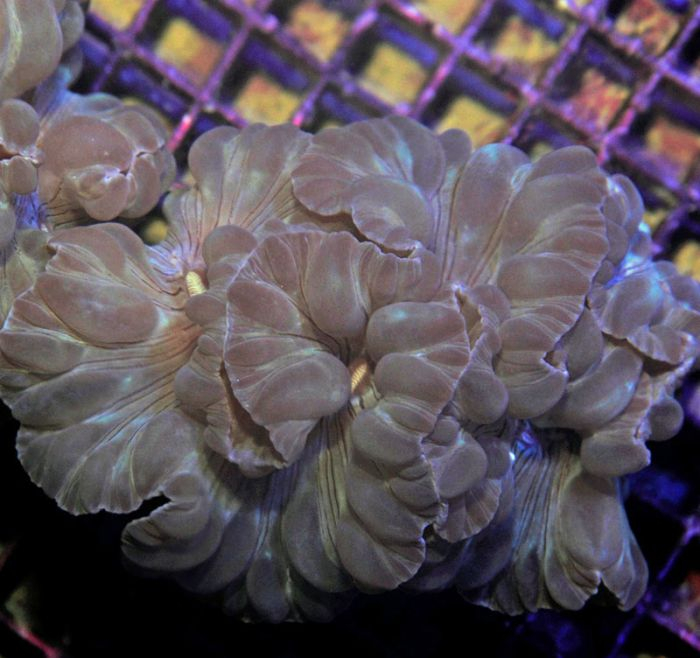 Plerogyra turbida | T