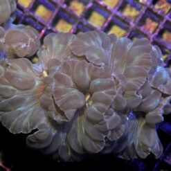 Plerogyra turbida | M/L