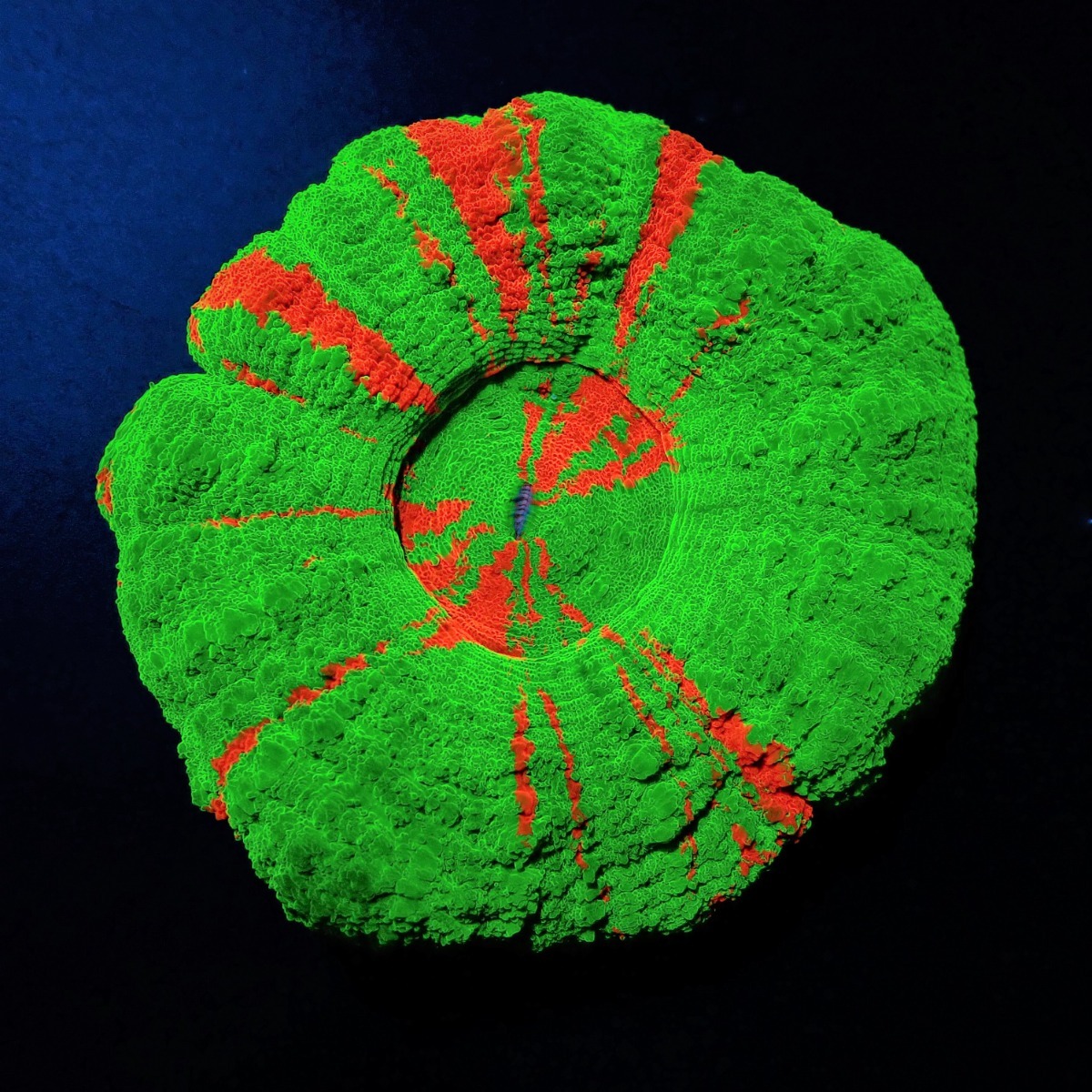 Scolymia australis (Bleeding Apple) | L