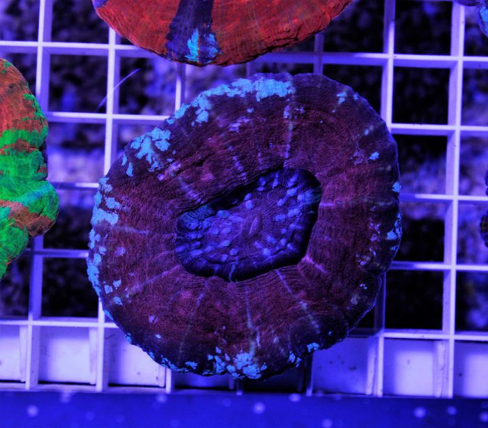 Scolymia australis (Common) | L