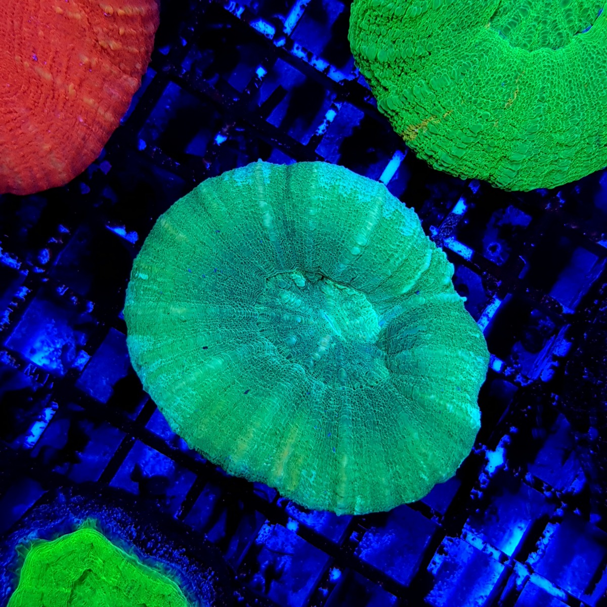 Scolymia australis (Green) | M