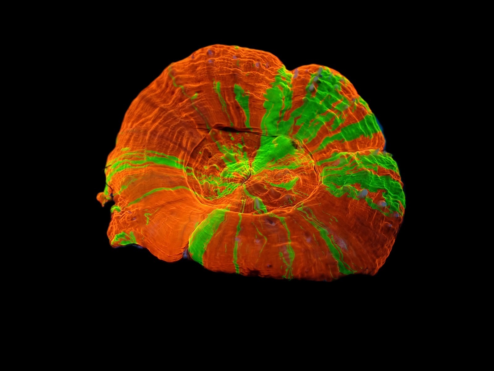 Scolymia australis (Reverse Bleeding Apple) | M