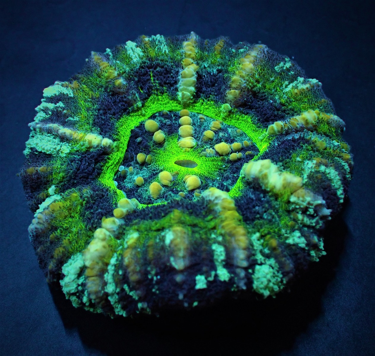 Scolymia australis (Ufo) (Premium) | XL