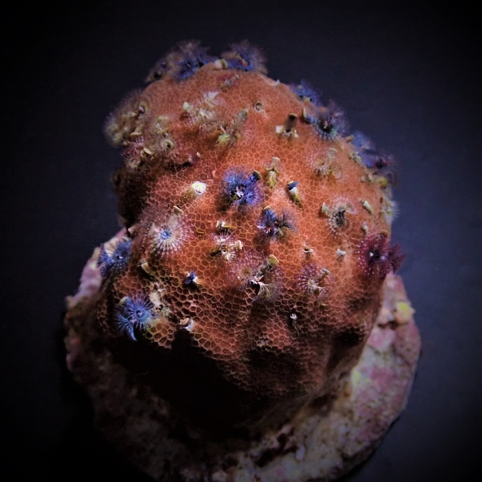 Spirobranchus spp. (+Rock) | XXL