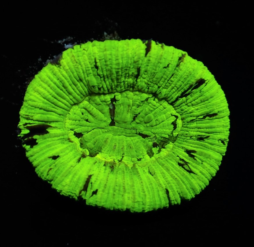 Trachyphyllia spp. (Green) | T