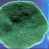 Turbinaria mesenterina | T