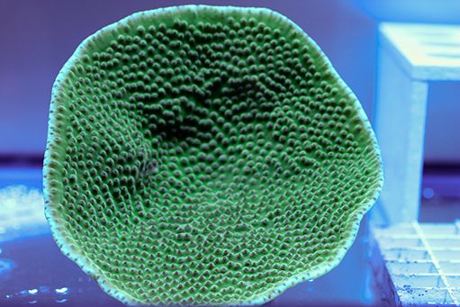 Turbinaria mesenterina | T