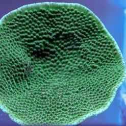 Turbinaria mesenterina | L