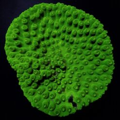 Turbinaria peltata | L