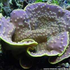 Turbinaria reniformis | T