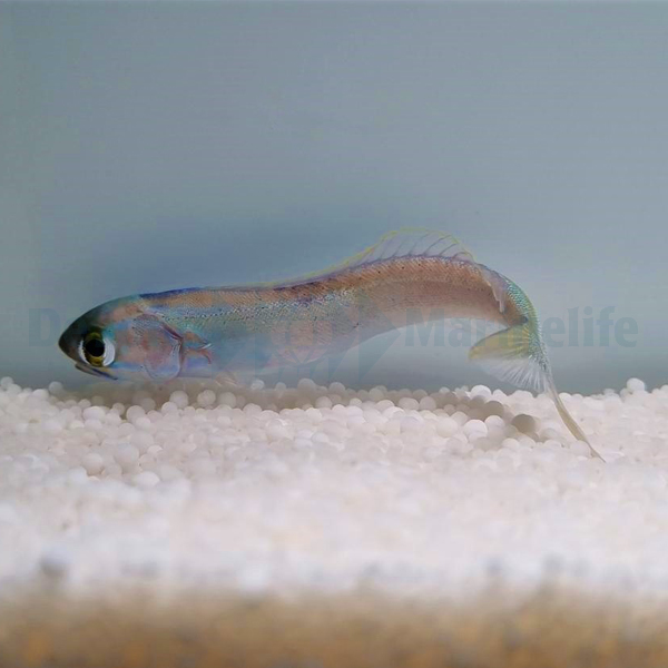Hoplolatilus chlupatyi | All sizes