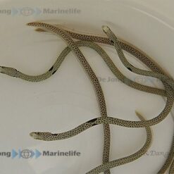 Heteroconger hassi | All sizes