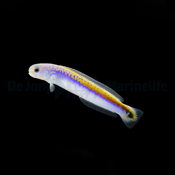 Hoplolatilus oreni | All sizes