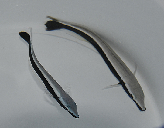 Malacanthus latovittatus | M