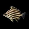 Microcanthus strigatus | L
