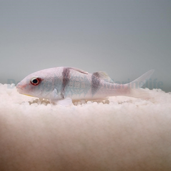 Parupeneus bifasciatus | L