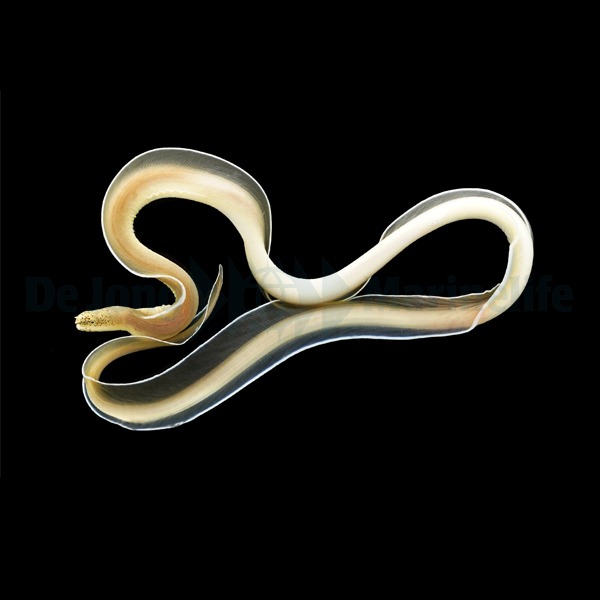 Pseudechidna brummeri | All sizes