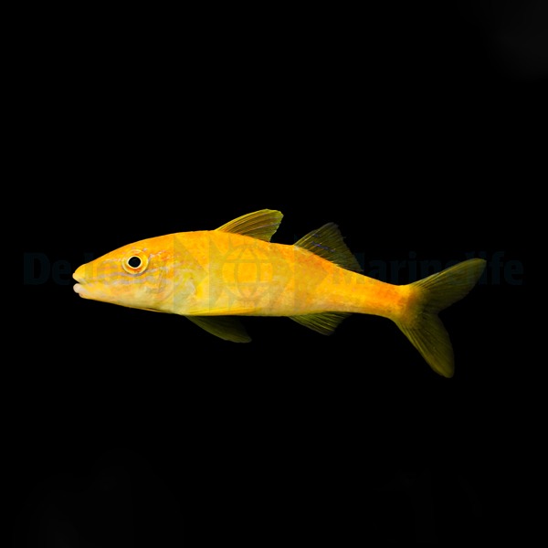 Parupeneus cyclostomus | L