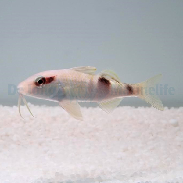 Parupeneus multifasciatus | L