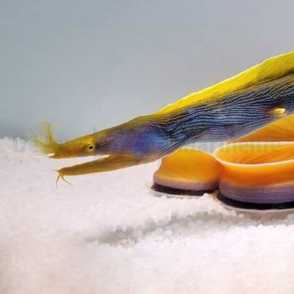 Rhinomuraena quaesita (Blue) | All sizes