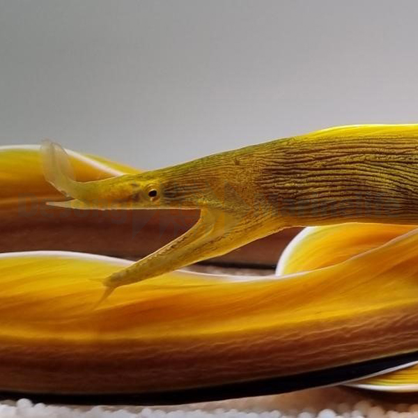 Rhinomuraena quaesita (Yellow) | All sizes