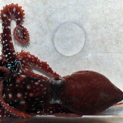 Callistoctopus macropus | All sizes