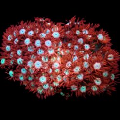 Bubble stopper 32 mm for Classic 90 & 1000-HOB Skimmer | S