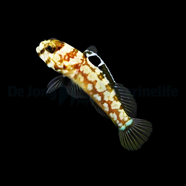 Opistognathus dendriticus | All sizes