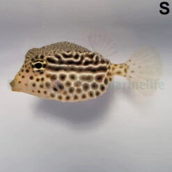 Ostracion solorensis (female) | All sizes