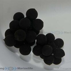 Sepia bandensis (Eggs) per bunch | All sizes