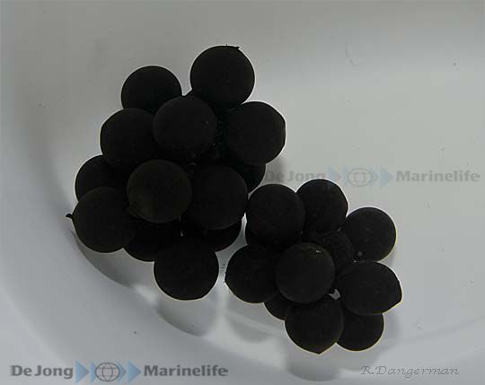 Sepia bandensis (Eggs) per bunch | All sizes