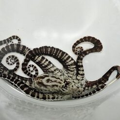 Thaumoctopus mimicus | All sizes