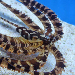 Wunderpus photogenicus | All sizes