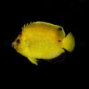 Apolemichthys Armitagei | All sizes