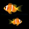 Amphiprion bicinctus (pair) | All sizes