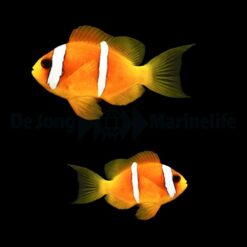 Amphiprion bicinctus (pair) | All sizes